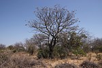 Erythrina melanacantha PV2700 Adadi vychodne GPS175 Kenya 2014 Christian IMG_2784.jpg